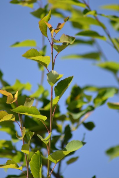 Саджанець Ірги деревовидної Робін Хілл
